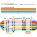 Pangenome sequence tube map