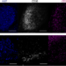 Microscopy image of a germinal centre structure which is altered in aged mice.