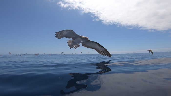 Cory´s Shearwaters