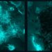 Before and after antifungal robotic swarm erradicates Candida albicans