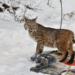 Tagged bobcat