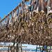 Drying codfish