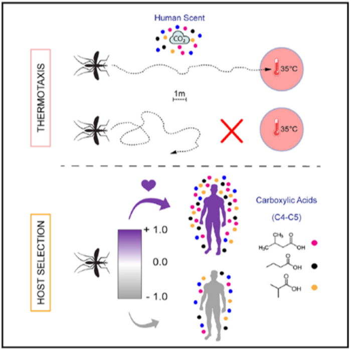 Human scent draws malaria mosquitoes to warmed targets mimicking human skin to guide mosquito behavior and host selection.