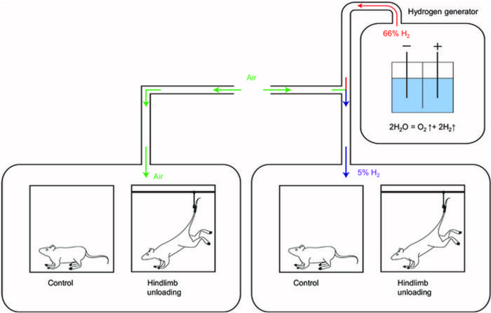 The experimental scheme.