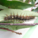 Characterization of morphological and biological aspects of venomous caterpillars of the genus Lonomia Walker (Lepidoptera: Saturniidae) in Colombia