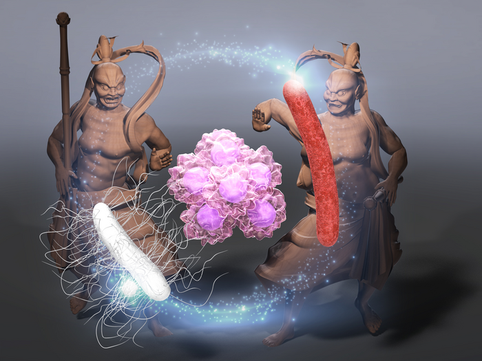 A representation of Proteus mirabilis (A-gyo), photosynthetic Rhodopseudomonas palustris (UN-gyo) and a complex bacteria that consists of both A-gyo and UN-gyo (AUN).