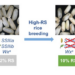 Model of high-RS rice breeding through deficiency of SSIIIa and SSIIIb