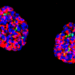 Human gastric insulin-secreting organoids molecularly and functionally resemble pancreatic islets.