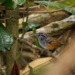 Spix’s Warbling-Antbird