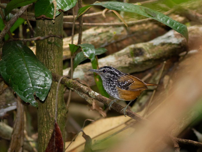 Spix’s Warbling-Antbird