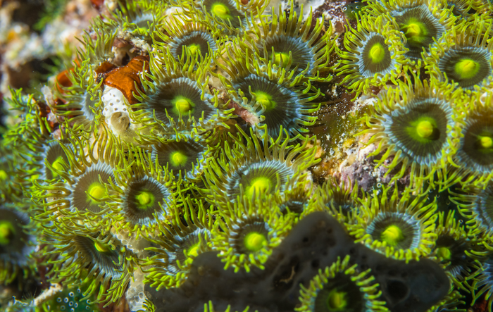 Sea anemone’s sweet efforts help reef ecosystems flourish