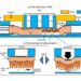 Figure 1. Design of the proposed microfluidic device for observing dynamic flows in the intestine.