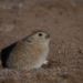 Plateau pika