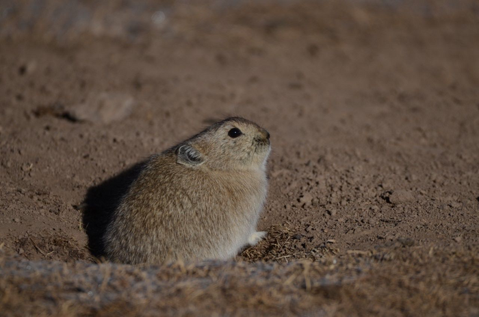 Plateau pika