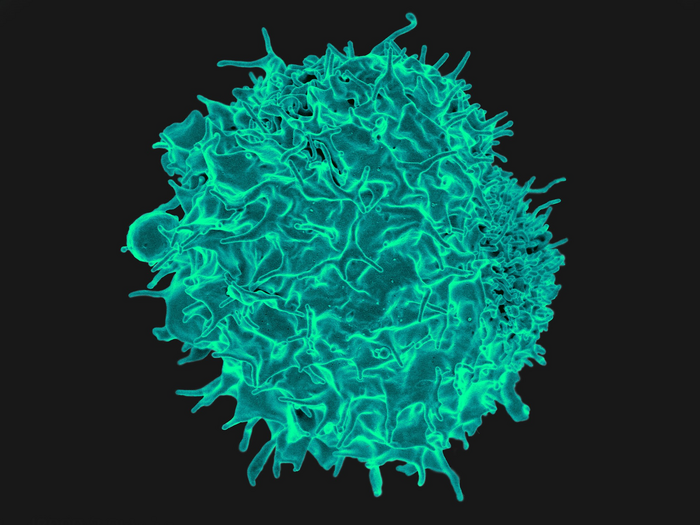 t cells