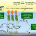 Net carbon sink assessment of Gracilaria cultivation in China and the carbon sink increase and methane reduction model