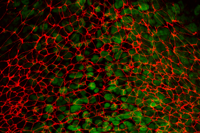 Mouse Embryo Microscopy