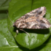 Egyptian cotton leafworm moth