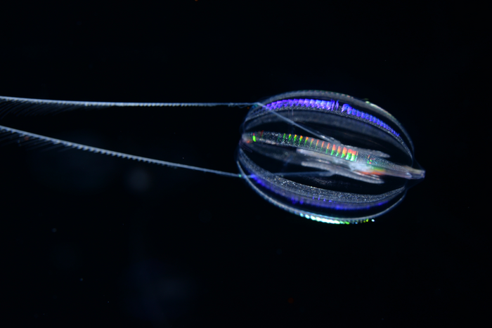 California sea gooseberry, a ctenophore or comb jelly