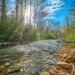 Mills River in Pisgah National Forest, North Carolina