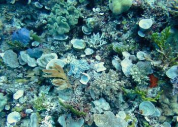 Sea sponges and corals on the sea floor