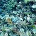 Sea sponges and corals on the sea floor