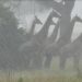 Masai giraffes in Tanzania