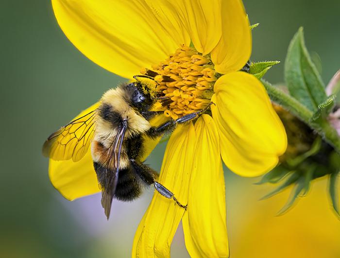 Rusty patched bumble bee