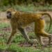 Baboon at Mahale Mountains in Tanzania