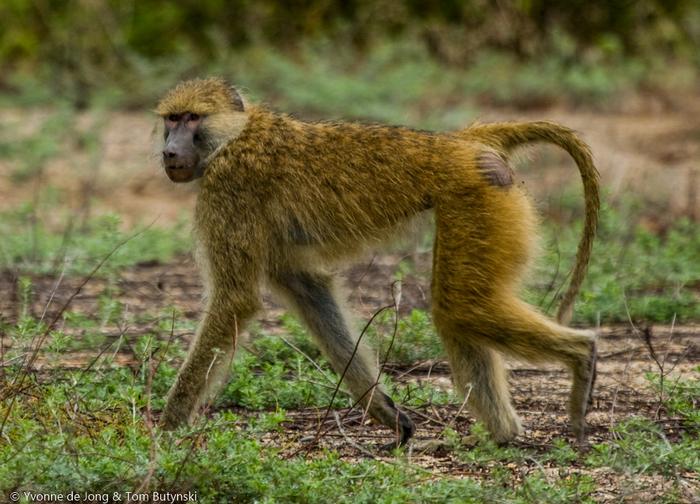 Baboon at Mahale Mountains in Tanzania