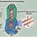 Noncanonical processing model