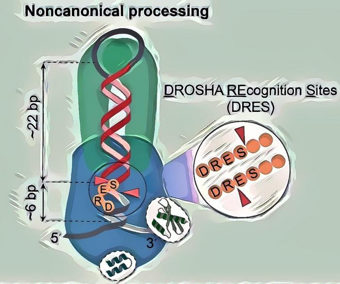 Noncanonical processing model