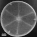 Low-Dose Scanning Compton X-ray Micrographs of Biological Samples