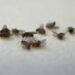 How seeing corpses reduces the lifespan of flies