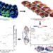 A new mapping of cortical receptors