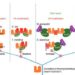 A proposed model for the evolution of TC-transferases and its complexes.