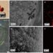 Images (A), movability (B), and anticancer effect (C-F) of folate-targeted magnetic microbrorobot.