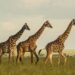 Giraffes