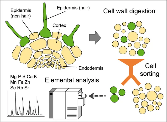 Determination of concentration of mineral elements in sorted cell types