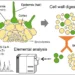 Determination of concentration of mineral elements in sorted cell types