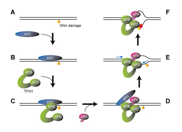 The mechanism of DNA damage recognition proposed from this study