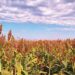 Sorghum Field