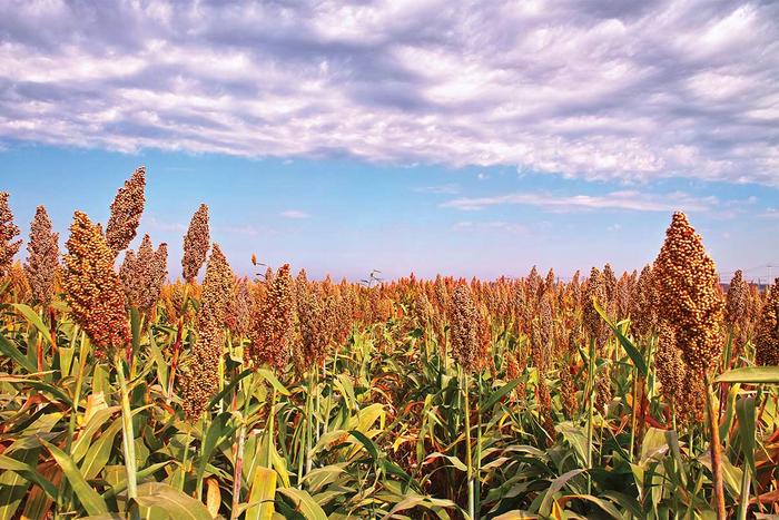 Sorghum Field