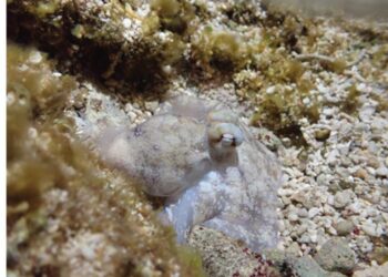 Octopus laqueus during quiet sleep