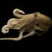 California two spot octopuses (Octopus bimaculoides) rewire their brains to adapt to seasonal temperature shifts