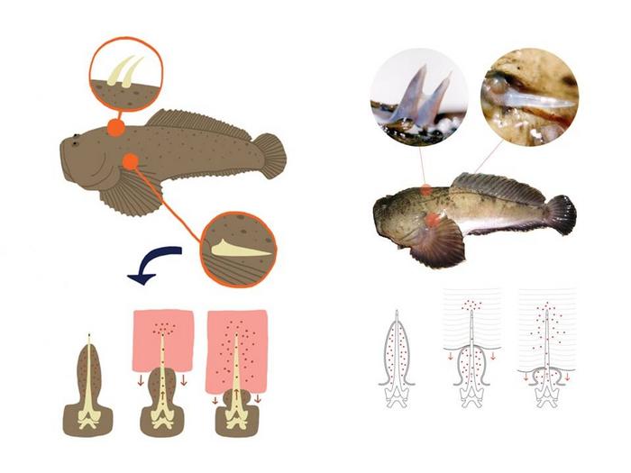 Peptide from venomous fish toxin controls lung inflammation in mice