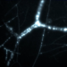 Flows of fluorescently labeled carbon inside mycorrhizal fungi