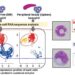 Transcriptomic analysis unravels a mysteries of rare immune cell