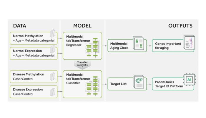 Precious1GPT: multimodal transfer learning for aging clock development ...