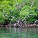 Mangroves5-resized